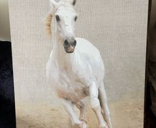 Canvas 57x79cm