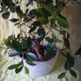 Ficus bonsai Image 7