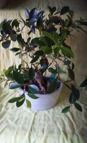 Bonsai