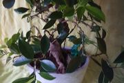 Bonsai