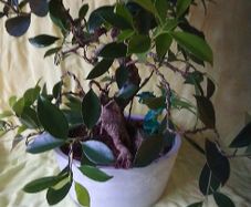 Bonsai