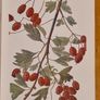 .The Observers Book Of TRRES & shrubs Of The British ISLES. 240 PAGES POCKET SIZE. Image 7