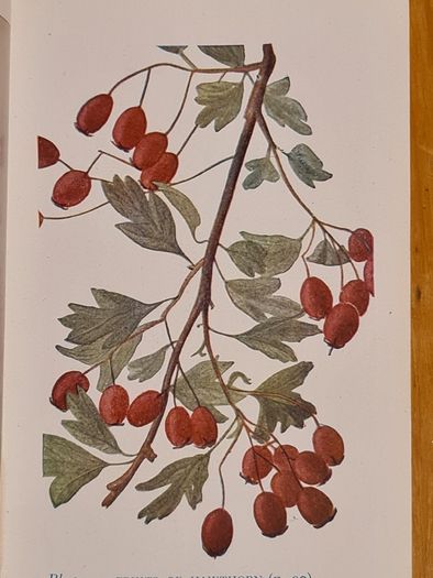 .The Observers Book Of TRRES & shrubs Of The British ISLES. 240 PAGES POCKET SIZE.