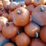 Pumpkins Image 3