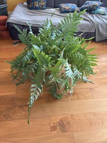 Blue star fern