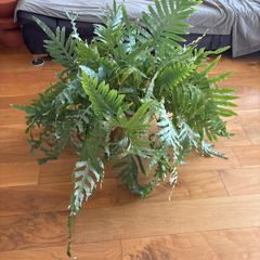 Blue star fern