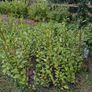 Garden Hedging, Image 3