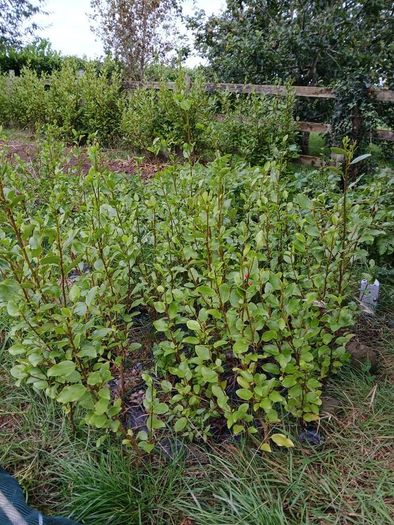 Garden Hedging,