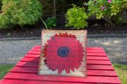 Gerbera Plate