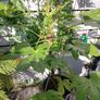fatsia japonica Image 4