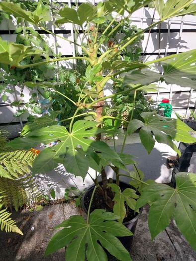 fatsia japonica