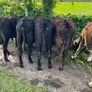 Yearling Bullocks Image 2