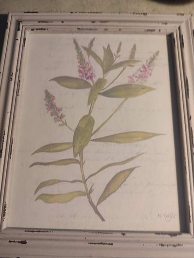 Framed Water Coloer  And Signed Hebe By Natalie Taylor