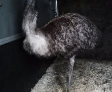 Proven male emu