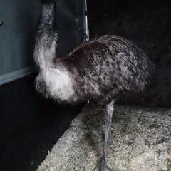 Proven male emu