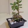 Money Tree Plant Image 3