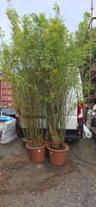 bamboo