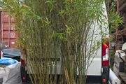 bamboo