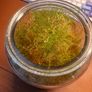 Asparagus fern Image 2