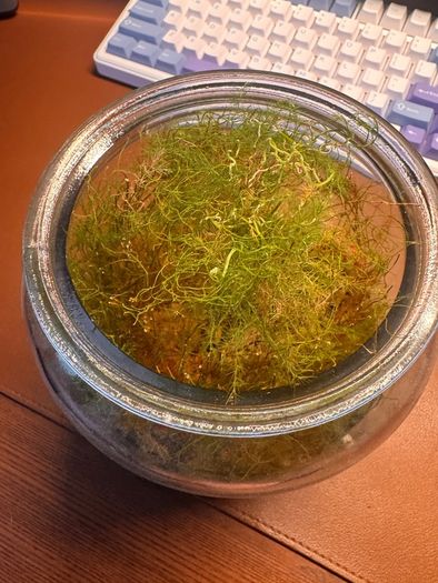 Asparagus fern
