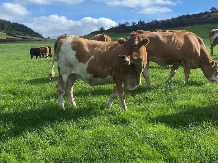 17 Fleck cross in Calf Heifers for Sale