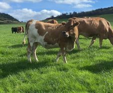 17 Fleck cross in Calf Heifers for Sale