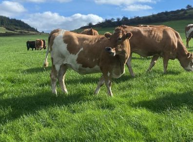 17 Fleck cross in Calf Heifers for Sale