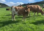 17 Fleck cross in Calf Heifers for Sale