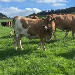 17 Fleck cross in Calf Heifers for Sale