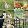 FREE P&P Chicken Wire Mesh, 35cm x 6m Galvanized Hexagonal Garden Netting Fencing, for Pet Poultry Animal Rabbit Chicken Fencing/DIY Craft and Home Decoration Image 4