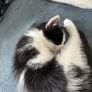 kittens to adopt Image 2