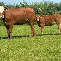 5 star heifer and heifer calf