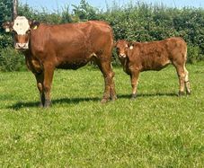 5 star heifer and heifer calf