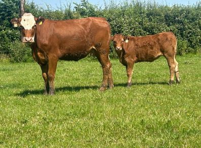 5 star heifer and heifer calf