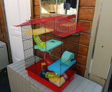 Hamster cage