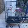 Bird Cage Image 2