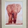 Four Simon Stevenson Safari Prints Image 4