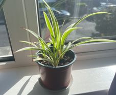 Spider Plant 3 Plants in One Pot