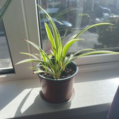 Spider Plant 3 Plants in One Pot