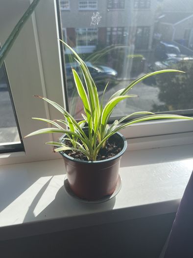 Spider Plant 3 Plants in One Pot