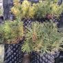Dwarf mountain pine ( pinus mungo pumilo ) Image 4