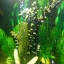 Biorb classic 30 litre acrylic 8 gallon aquarium bowl Image 2