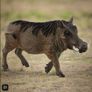 Schleich Warthog Animal Figure Image 5