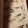 The Australian Bird Guide / 2017/ 1st edition Image 8