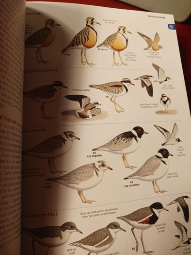 The Australian Bird Guide / 2017/ 1st edition