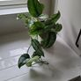 Scindapsus Trebie planter Image 2