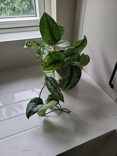 Scindapsus Trebie planter