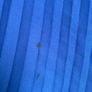 Next Pleated Midi Skirt Blue Image 6