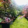 Japanese Acer Image 3