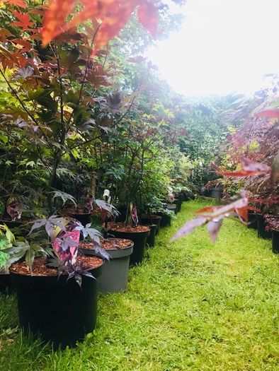 Japanese Acer
